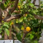 Apartamento The Secret Garden -studio In Kapparis Paralimni